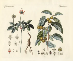 Dziwne rośliny (kolorowy grawer)