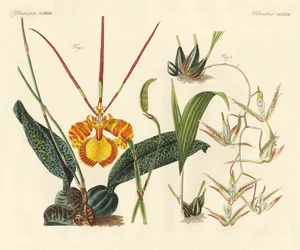 Dziwne rośliny (kolorowy grawer)