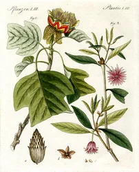 Dziwne rośliny