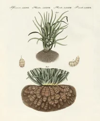 Dziwne rośliny