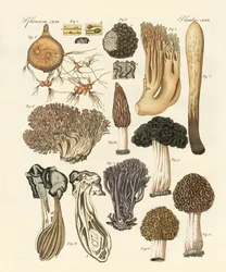 Dziwne rośliny
