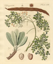 Dziwne rośliny
