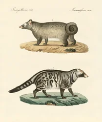 Dziwne skunksy (kolorowe grawerowanie)