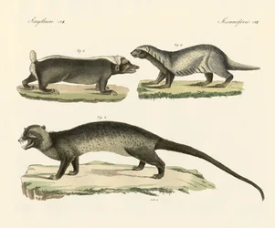 Dziwne skunksy (kolorowe grawerowanie)