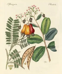 Dziwne drzewa