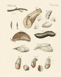 Dziwne robaki (kolorowe grawerowanie)