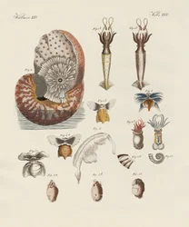 Dziwne robaki (kolorowe grawerowanie)