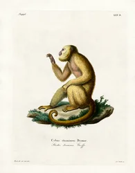 Słomkowy Howler (kolorowy grawerunek)