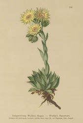 Sun Houseleek (Sempervivum Wulfenii)