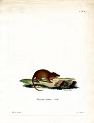 Swamp Antechinus (kolorowy grawerunek)