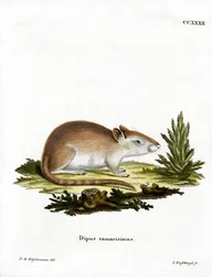 Tamarisk Jird (kolorowy grawerunek)