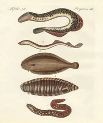 Smaczna ryba