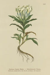 Goryczka tawerna (Gentiana frigida)