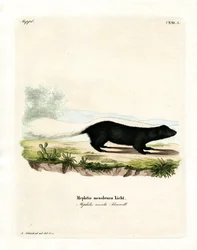 Texan Skunk (kolorowy grawerunek)