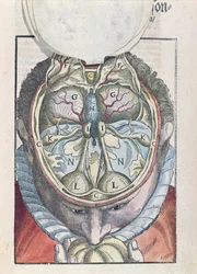 Mózg z Ophthalmodouleia Georga Bartischa (1535-1636) wydany w Dreźnie w 1583 r. (kolorowy drzeworyt)