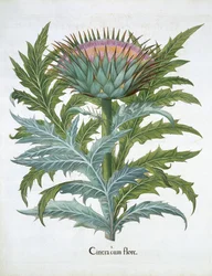 Kardon, z Hortus Eystettensis Basila Beslera (1561-1629), wyd. 1613 (ręcznie kolorowane grawerowanie)