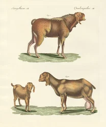 Koza egipska (kolorowy grawerunek)