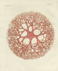 Gwiazda Meduzy