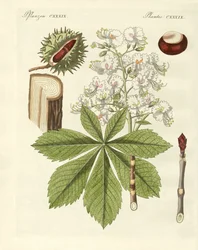 Drzewo buckeyes