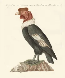 Kondor (kolorowy grawer)