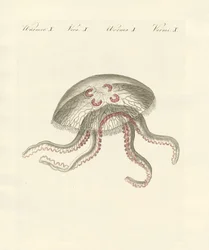 Meduza uszata (kolorowy grawerunek)