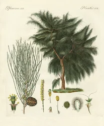 Kazuaryna czteroskrzydłowa (kolorowy grawerunek)