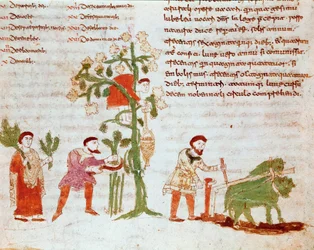 Cztery pory roku: scena orki i zbioru winogron (żniwa). Miniatura z rękopisu „De Universo” (lub De rerum naturis (O Naturze Rzeczy) (kod 132) autorstwa Rabanus Maurus Magnentius (lub Raban Maur lub Rabano Mauro) (ok. 780-856).