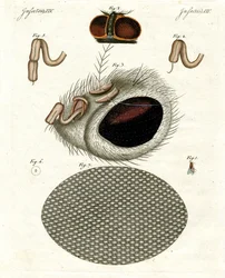 Głowa muchy