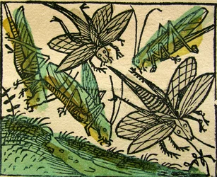 Plaga szarańczy, opublikowana w Kronice norymberskiej, 1493