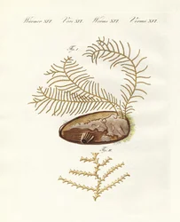 Hydroid sertulariański (kolorowy grawerunek)