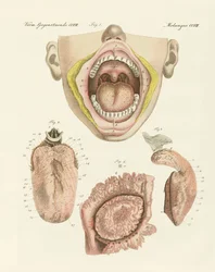 Smak (kolorowy grawer)