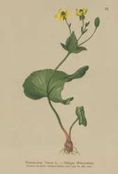 Jaskier Thora (Ranunculus Thora)