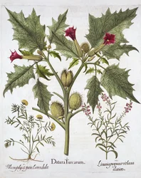 Thorn Apple, Germander i Purple Toadflax, z Hortus Eystettensis, Basil Besler (1561-1629), wyd. 1613 (grawerowanie ręcznie kolorowane)