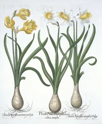 Three Pseudo-narcissi, z Hortus Eystettensis, Basil Besler (1561-1629) wyd. 1613 (ręcznie kolorowane grawerowanie)