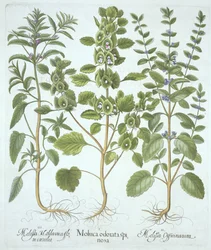 Trzy rodzaje balsamu, z Hortus Eystettensis, Basil Besler (1561-1629), wyd. 1613 (grawerowanie ręcznie kolorowane)