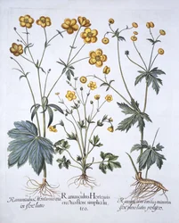 Trzy odmiany Jaskry, z Hortus Eystettensis, Basil Besler (1561-1629), wyd. 1613 (grawerowanie ręcznie kolorowane)