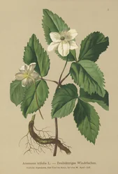 Zawilec trójlistny (Anemone trifolia)