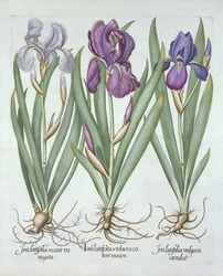 Trzy odmiany kłączowych irysów brodatych, z Hortus Eystettensis, Basil Besler (1561-1629) wyd. 1613