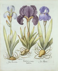 Trzy odmiany kłączowych irysów bez brody, od Hortus Eystettensis, autorstwa Basila Beslera (1561-1629) wyd. 1613 (grawerowanie ręcznie kolorowane)