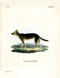 Pies tybetański (kolorowy grawerunek)