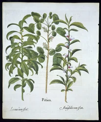 Tytuł: Orzech pistacjowy, drzewo laurowe (Laurus Nobilis) i migdał, płyta 6 z Hortus Eystettensis autorstwa Basila Beslera (1561 - 1629) pub 1613 (rycina ręcznie kolorowana)