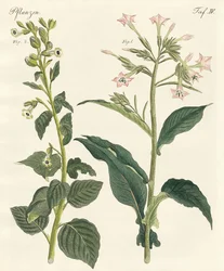 Tytoń