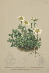 Bażyna Traunfellnera (Ranunculus Traunfellneri)