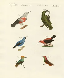 Pnącza i kolibry