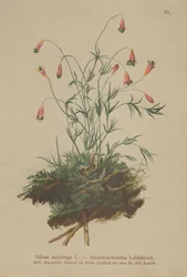 Catchfly (Silene saxifraga)