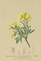 Czernica (Erysimum pumilum, Erysimum alpinum)