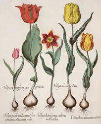 Tulipany: 1. Tulipan żółty z czerwonymi plamkami; 2. Kolor tulipana 3. Żółty tulipan z czerwonym promieniem w pobliżu kielicha; 4. Tulipan na jednej połowie z zielonymi podpisami, a na drugiej z czerwonymi; 5. Tulipan fioletowo-różowe brzoskwinie