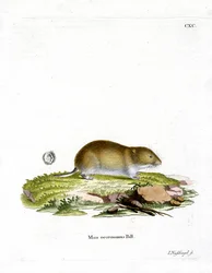 Tundra Vole (kolorowy grawerunek)