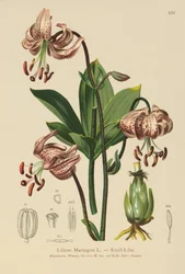 Turks Cap Lily (Lilium Martagon)