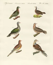 Gołębie (kolorowy grawerunek)